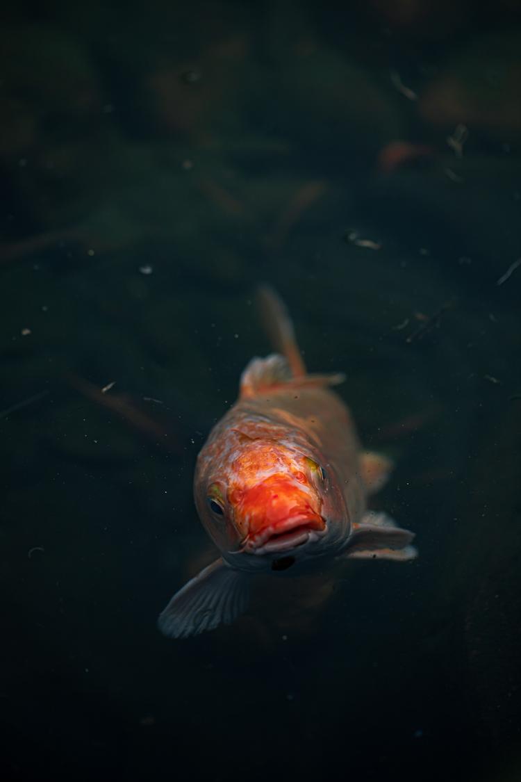 A koi fish in Hong Kong