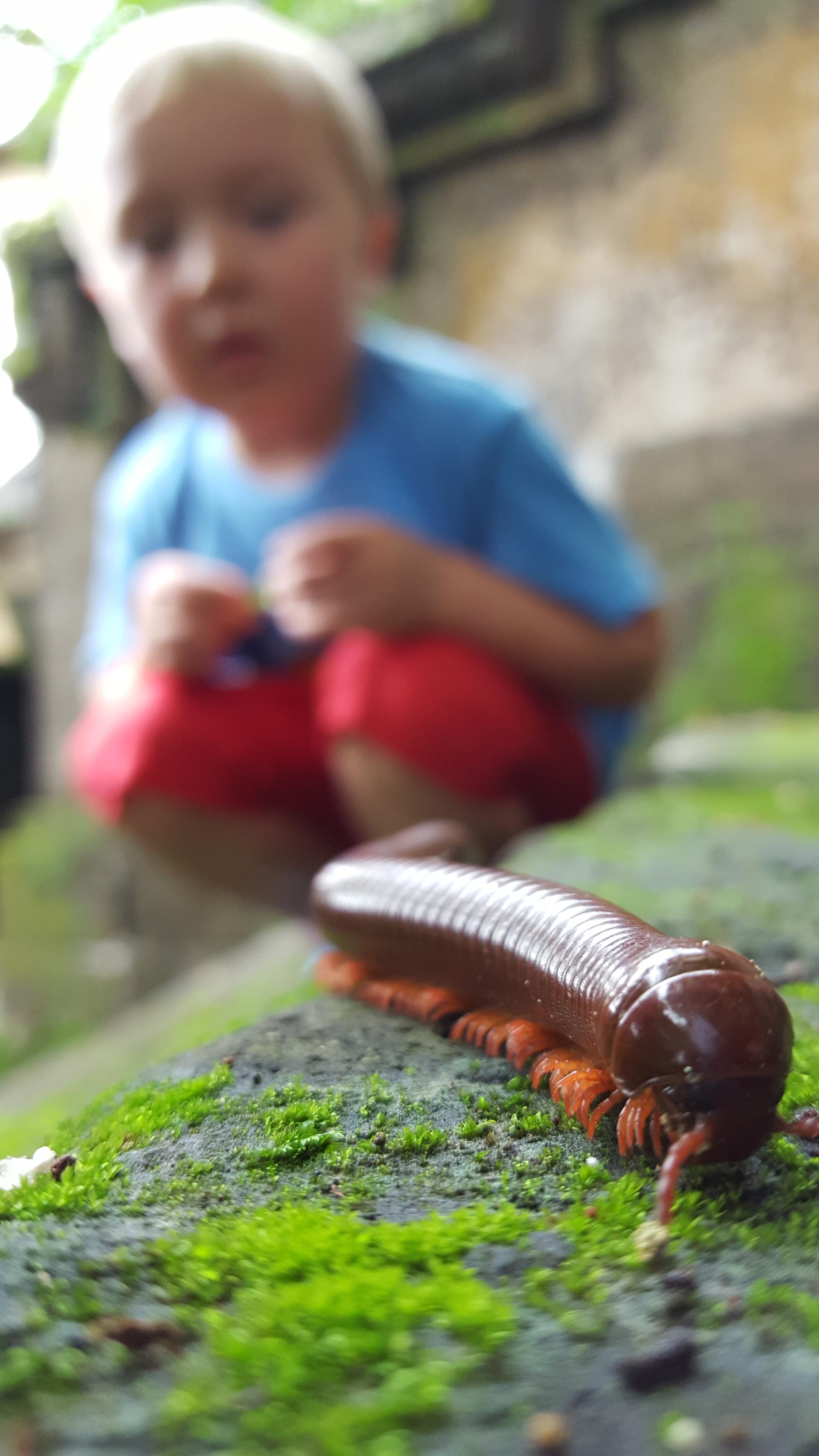 Little Thor watching a centipede in Bali