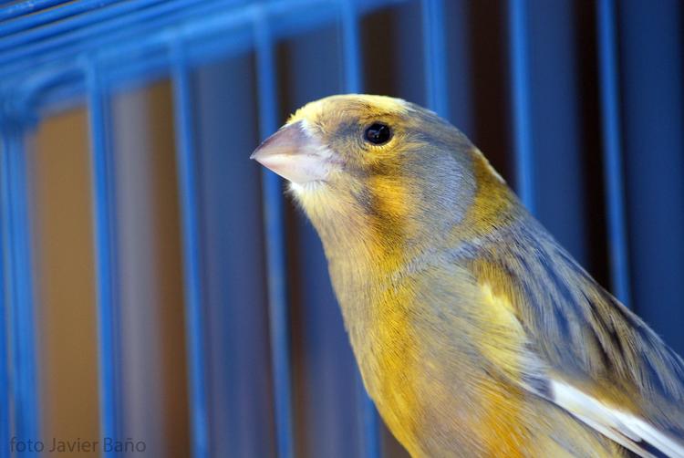Canary bird