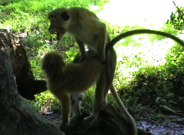 A pair of macaques copulating in Yala, Sri Lanka