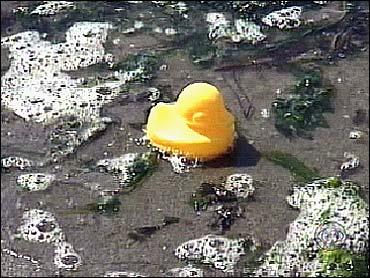 Kačička vyplavená na pláži