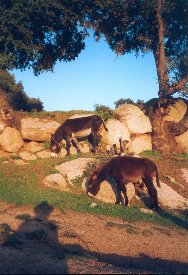 19981019-19981109 France, Corsica, Sardinia, Italy (set): 00036_0054 00036_0054_resized.d20201026-u205549.jpg